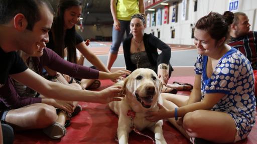 therapy dog